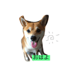 ライチらいふ（個別スタンプ：2）