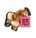 ライチらいふ（個別スタンプ：8）
