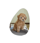 little-prince-you（個別スタンプ：1）