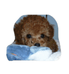 little-prince-you（個別スタンプ：2）