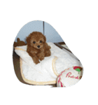 little-prince-you（個別スタンプ：5）