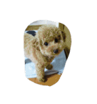 little-prince-you（個別スタンプ：12）
