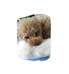 little-prince-you（個別スタンプ：13）