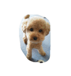 little-prince-you（個別スタンプ：17）