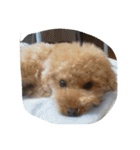 little-prince-you（個別スタンプ：32）