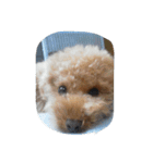 little-prince-you（個別スタンプ：33）