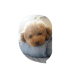 little-prince-you（個別スタンプ：39）