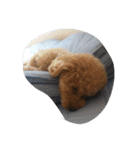 little-prince-you（個別スタンプ：40）