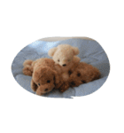 Series Three Prince-you（個別スタンプ：12）
