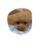 Series Three Prince-you（個別スタンプ：17）