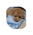Series Three Prince-you（個別スタンプ：18）