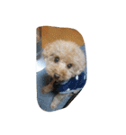Series Three Prince-you（個別スタンプ：31）