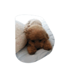 Series Three Prince-you（個別スタンプ：36）
