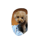 Series Three Prince-you（個別スタンプ：37）