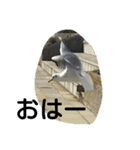 神奈川の鳥たちの様子（個別スタンプ：6）