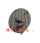 神奈川の鳥たちの様子（個別スタンプ：8）