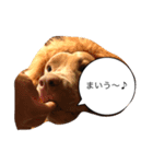 Pit  Bull  Happy Friend  Prt 1（個別スタンプ：2）