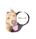 Pit  Bull  Happy Friend  Prt 1（個別スタンプ：5）