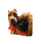 Pit  Bull  Happy Friend  Prt 1（個別スタンプ：6）