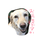 Loveco3（個別スタンプ：1）