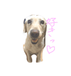 Loveco3（個別スタンプ：2）