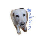 Loveco3（個別スタンプ：3）