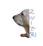 Loveco3（個別スタンプ：17）