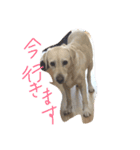 Loveco3（個別スタンプ：18）
