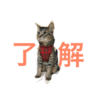 ラウとリオ（個別スタンプ：1）