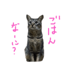 ラウとリオ（個別スタンプ：2）