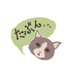 Gray cat face（個別スタンプ：38）