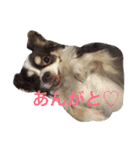 ぶさいくチワワ～まろの日常～（個別スタンプ：1）