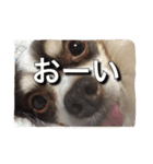 ぶさいくチワワ～まろの日常～（個別スタンプ：3）