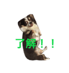 ぶさいくチワワ～まろの日常～（個別スタンプ：4）