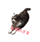 ぶさいくチワワ～まろの日常～（個別スタンプ：5）