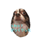 ぶさいくチワワ～まろの日常～（個別スタンプ：9）