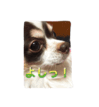 ぶさいくチワワ～まろの日常～（個別スタンプ：14）