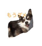 ぶさいくチワワ～まろの日常～（個別スタンプ：15）