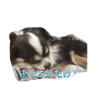 ぶさいくチワワ～まろの日常～（個別スタンプ：16）