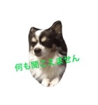 ぶさいくチワワ～まろの日常～（個別スタンプ：17）