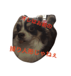 ぶさいくチワワ～まろの日常～（個別スタンプ：19）