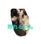 ぶさいくチワワ～まろの日常～（個別スタンプ：22）