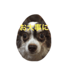 ぶさいくチワワ～まろの日常～（個別スタンプ：24）