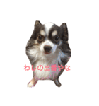 ぶさいくチワワ～まろの日常～（個別スタンプ：26）