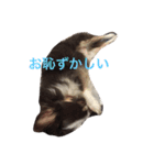 ぶさいくチワワ～まろの日常～（個別スタンプ：29）