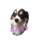 ぶさいくチワワ～まろの日常～（個別スタンプ：30）