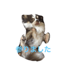 ぶさいくチワワ～まろの日常～（個別スタンプ：32）