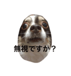 ぶさいくチワワ～まろの日常～（個別スタンプ：33）