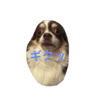 ぶさいくチワワ～まろの日常～（個別スタンプ：34）
