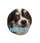 ぶさいくチワワ～まろの日常～（個別スタンプ：35）